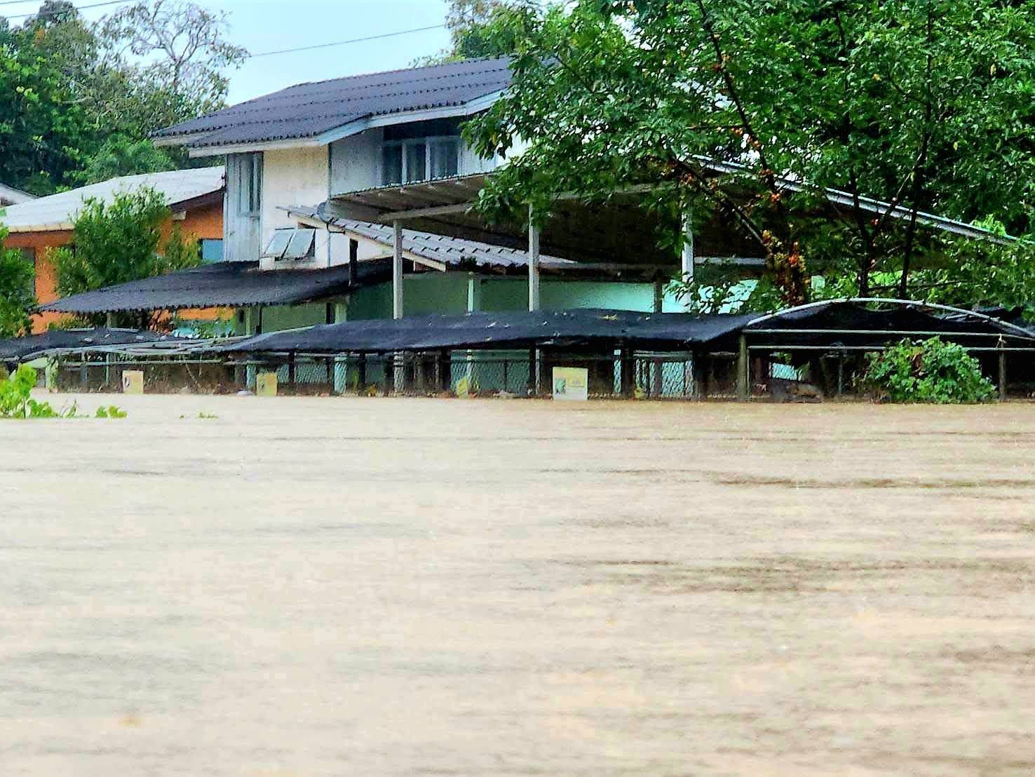 กรมประมงชี้แจงเหตุเต่าในศูนย์ฯ สตูลตายจากอุทกภัยพร้อมเดินหน้ามาตรการฟื้นฟู 3 ระยะขอความร่วมมือประชาชนในพื้นที่แจ้งเหตุพบเต่าคืนศูนย์ฯ 16 685219