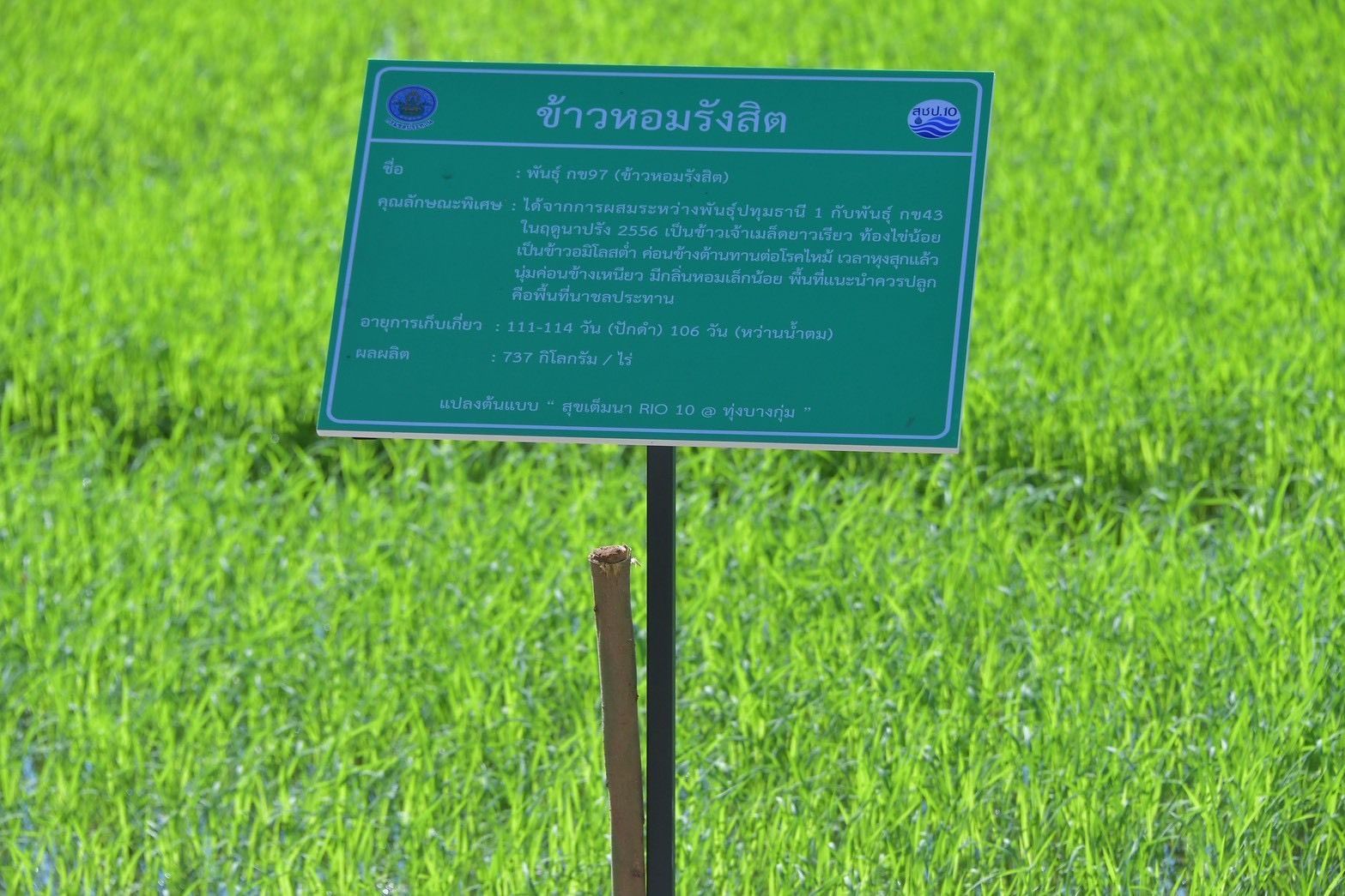 กรมชลฯ kick off ส่งเสริมนาเปียกสลับแห้งสู่การขยายผลพื้นที่ชลประทานแปลงต้นแบบ “สุขเต็มนา RIo10@ทุ่งบางกุ่ม” 4 984144