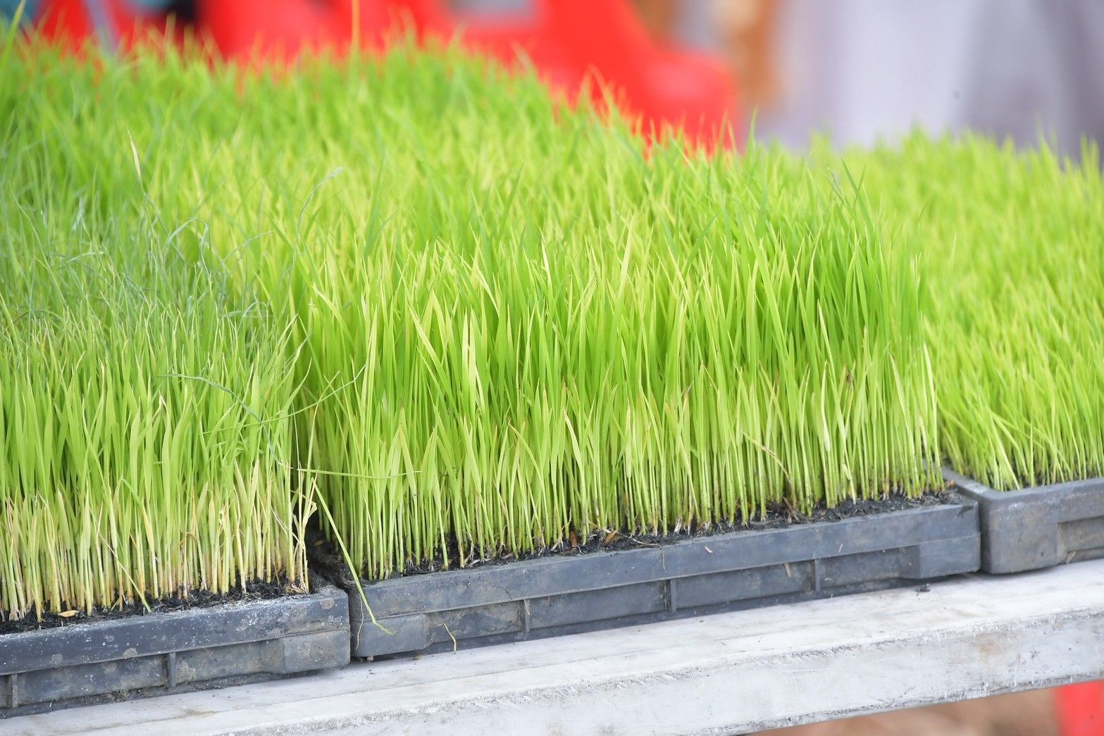 กรมชลฯ kick off ส่งเสริมนาเปียกสลับแห้งสู่การขยายผลพื้นที่ชลประทานแปลงต้นแบบ “สุขเต็มนา RIo10@ทุ่งบางกุ่ม” 7 984149