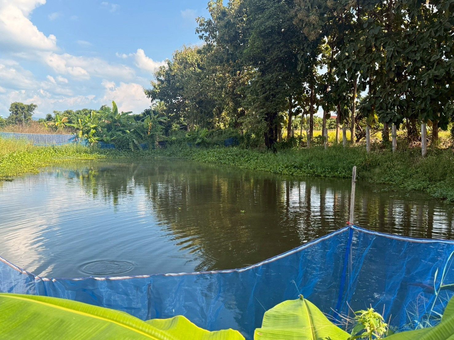 กรมส่งเสริมสหกรณ์เดินหน้าสนองนโยบายรัฐบาลส่งเสริมอาชีพสร้างรายได้ให้เกษตรกรในพื้นที่”คทช.” 8 994295