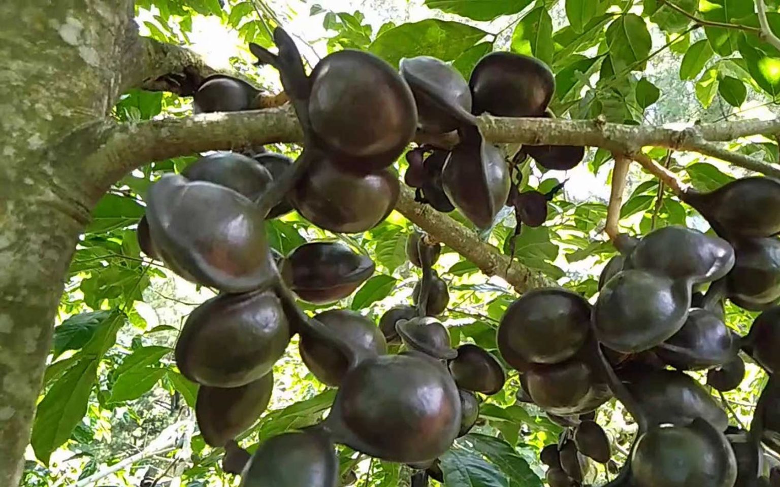 Archidendron jiringa 1 1536x960 1