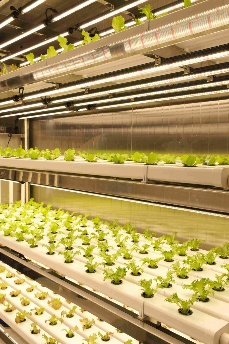 จีนเปิดตัว 'ฟาร์มอัจฉริยะบนเรือ' เอื้อปลูก 'ผักสด' กินกลางทะเล 3 CbkthzH000002 20251207 CBMFN0A003