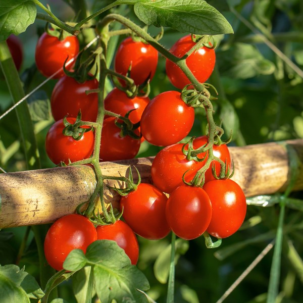 Cherry Tomatoesส