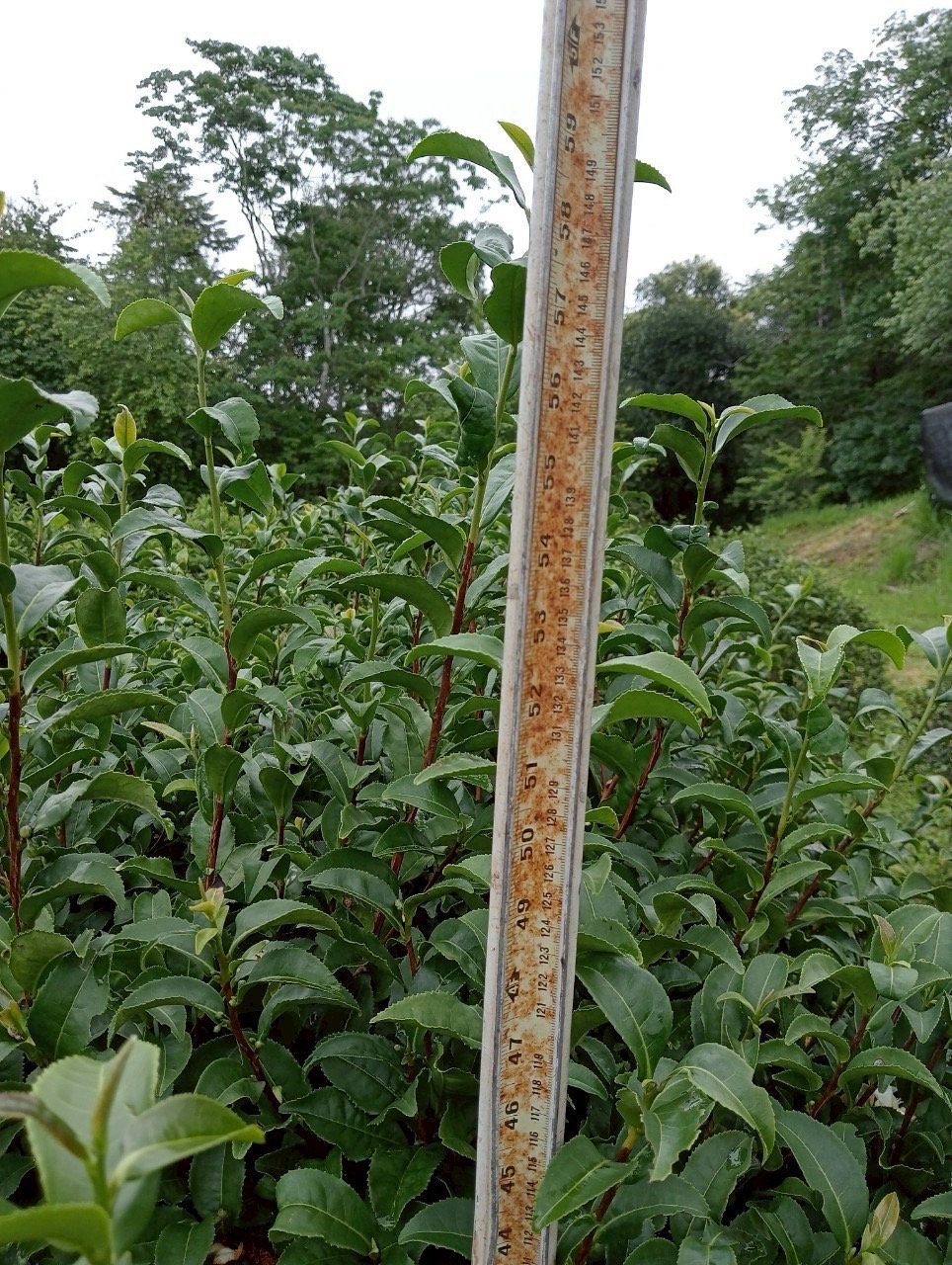 กรมวิชาการเกษตร แจ้งเกิด ชาพันธุ์ใหม่ “กวก.เชียงใหม่ 1” ผลผลิตสูง ใบบาง กลิ่นหอม รสชาติกลมกล่อม 4 IMG 7531