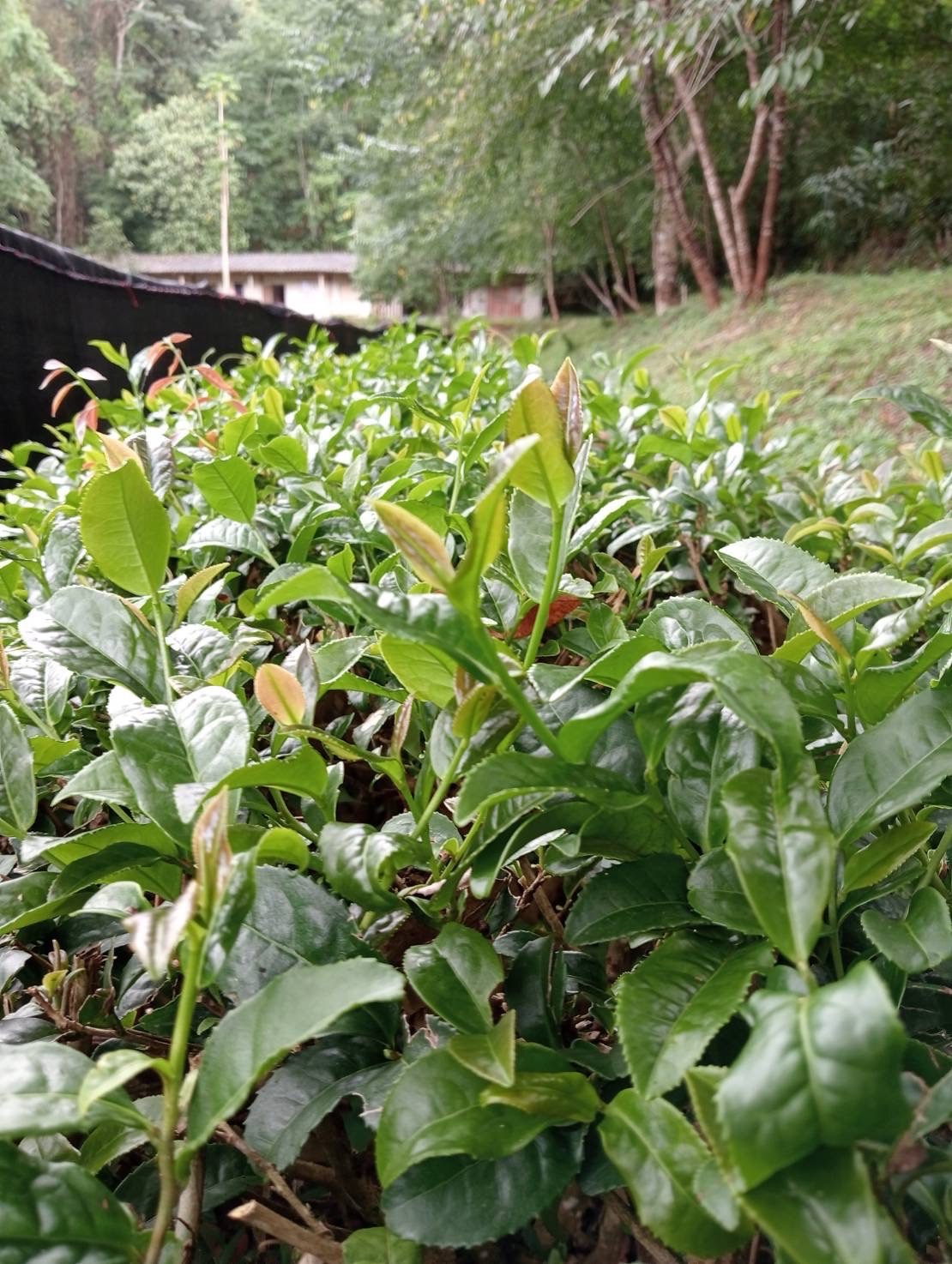 กรมวิชาการเกษตร แจ้งเกิด ชาพันธุ์ใหม่ “กวก.เชียงใหม่ 1” ผลผลิตสูง ใบบาง กลิ่นหอม รสชาติกลมกล่อม 8 IMG 7533