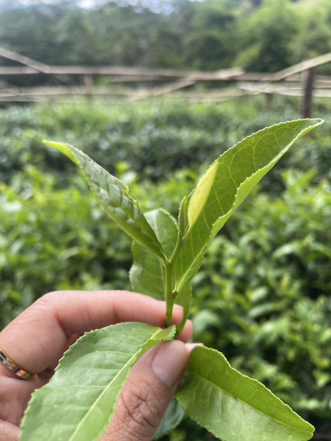 กรมวิชาการเกษตร แจ้งเกิด ชาพันธุ์ใหม่ “กวก.เชียงใหม่ 1” ผลผลิตสูง ใบบาง กลิ่นหอม รสชาติกลมกล่อม 3 IMG 7535