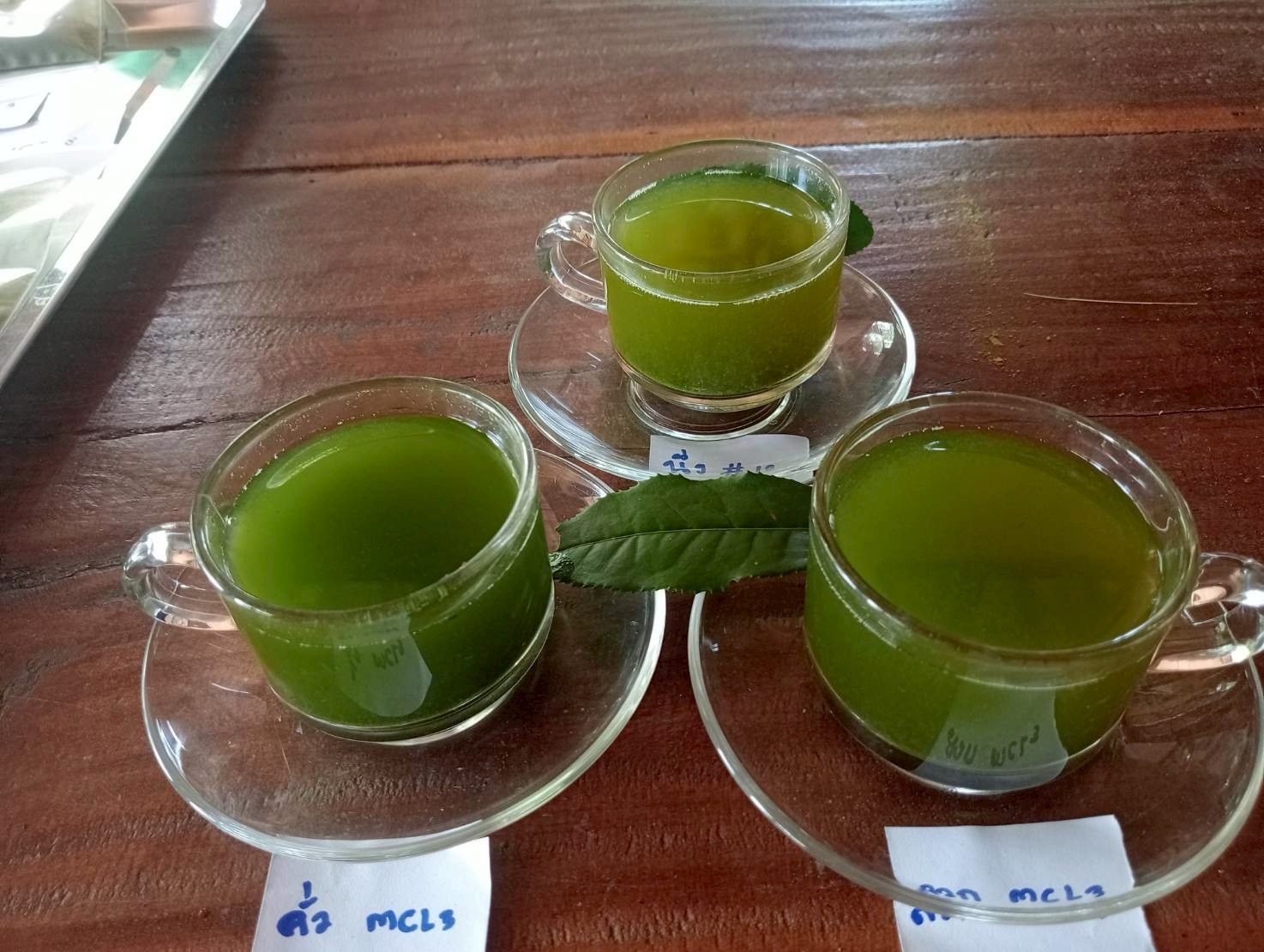 กรมวิชาการเกษตร แจ้งเกิด ชาพันธุ์ใหม่ “กวก.เชียงใหม่ 1” ผลผลิตสูง ใบบาง กลิ่นหอม รสชาติกลมกล่อม 5 IMG 7537