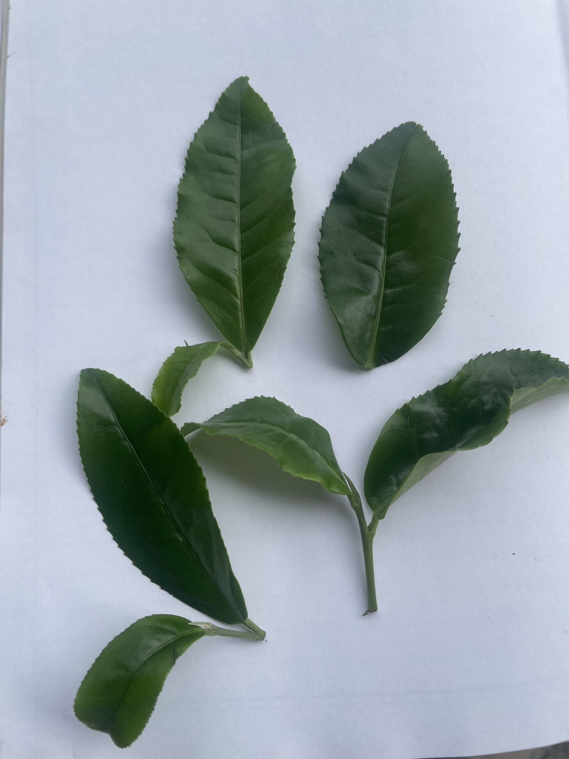 กรมวิชาการเกษตร แจ้งเกิด ชาพันธุ์ใหม่ “กวก.เชียงใหม่ 1” ผลผลิตสูง ใบบาง กลิ่นหอม รสชาติกลมกล่อม 7 IMG 7538