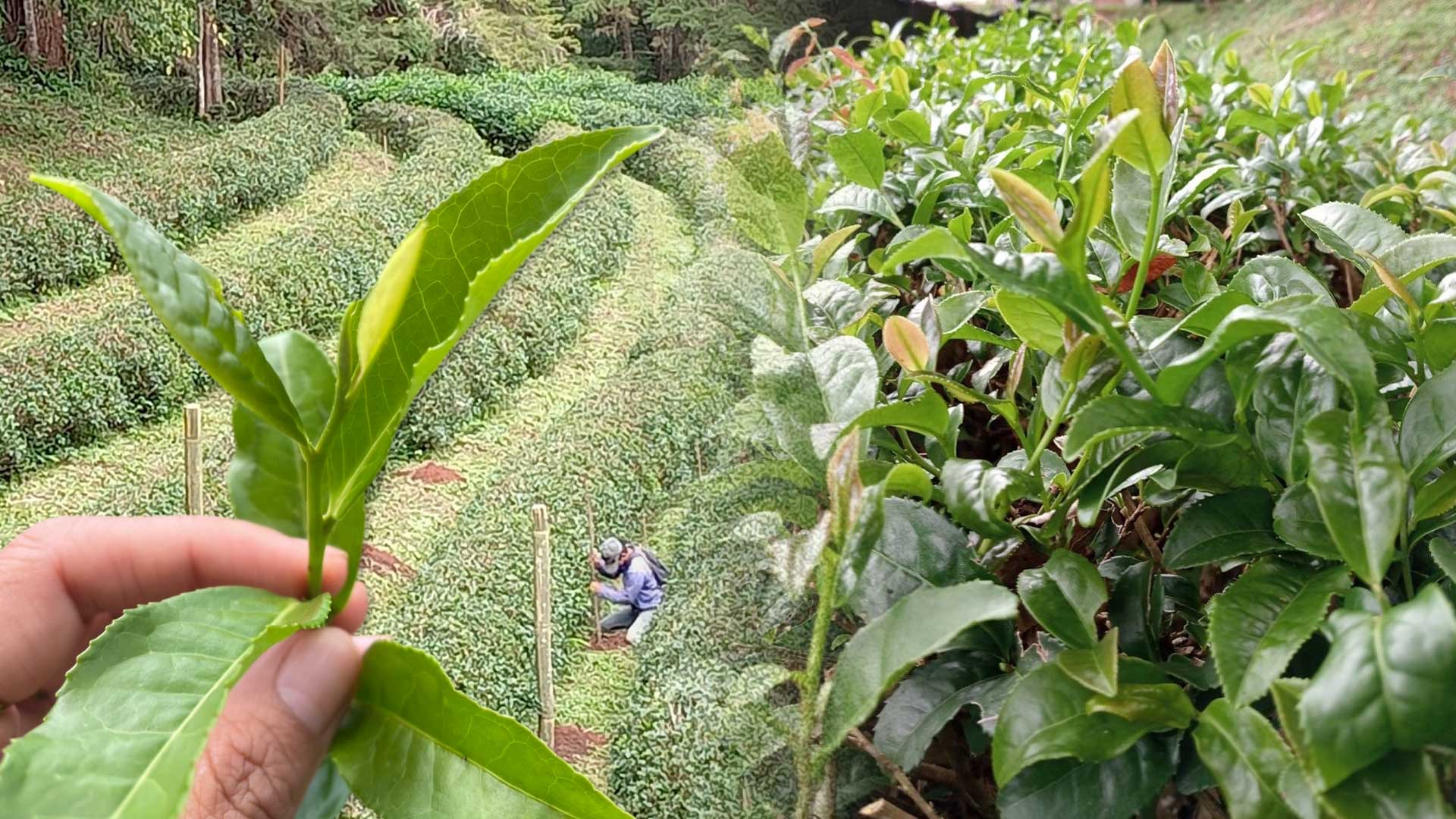 กรมวิชาการเกษตร แจ้งเกิด ชาพันธุ์ใหม่ “กวก.เชียงใหม่ 1” ผลผลิตสูง ใบบาง กลิ่นหอม รสชาติกลมกล่อม 1 IMG 7541