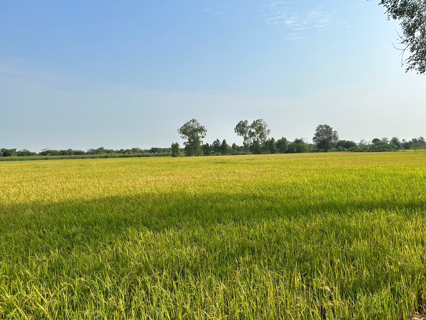ศูนย์เรียนรู้ลดโลกร้อนแห่งแรกและแห่งเดียวในไทยแปลงใหญ่เกษตรสมัยใหม่ (ข้าว) ตำบลเดิมบาง อำเภอเดิมบางนางบวช จังหวัดสุพรรณบุรี 6 LINE ALBUM Focus Group แปลงใหญ่เดิมบาง 251204 19 0 1