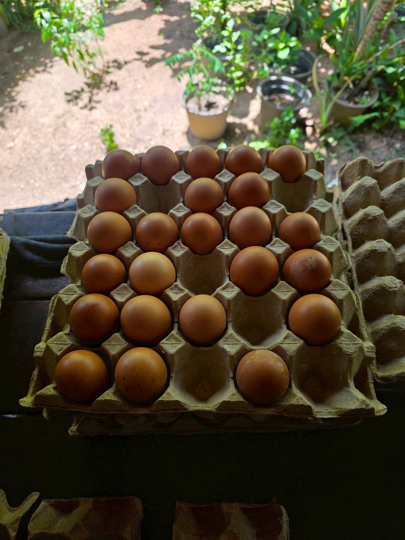 สศก. ชูโมเดล “ไร่เตียวิเศษ” เกาะพะงัน ธุรกิจเกษตรอินทรีย์แบบ Demand-led ใช้ Zero Waste ยกระดับผลิตภาพ ลดต้นทุน 36% สร้างรายได้ 1.28 ล้านบาท/ปีเสริมเสถียรภาพการเงินด้วยรายได้หลายทาง 8 LINE ALBUM เตียวิเศษ 251219 8 0