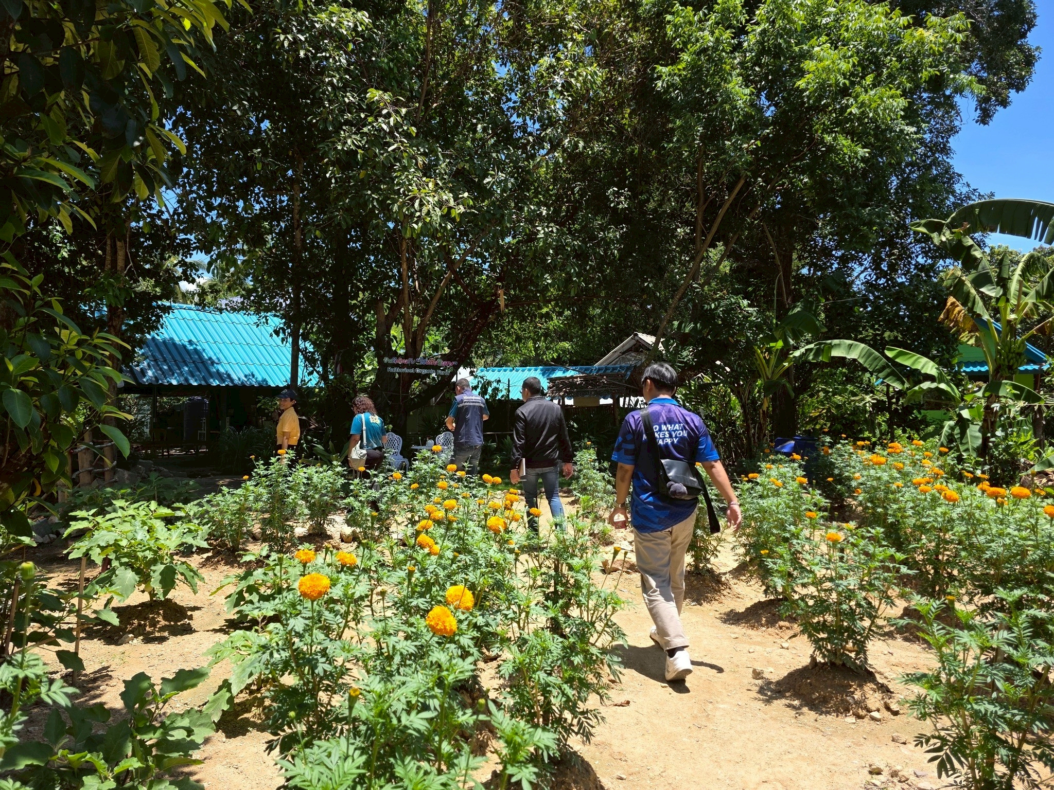 สศก. ชูโมเดล “ไร่เตียวิเศษ” เกาะพะงัน ธุรกิจเกษตรอินทรีย์แบบ Demand-led ใช้ Zero Waste ยกระดับผลิตภาพ ลดต้นทุน 36% สร้างรายได้ 1.28 ล้านบาท/ปีเสริมเสถียรภาพการเงินด้วยรายได้หลายทาง 10 LINE ALBUM เตียวิเศษ 251219 9 0