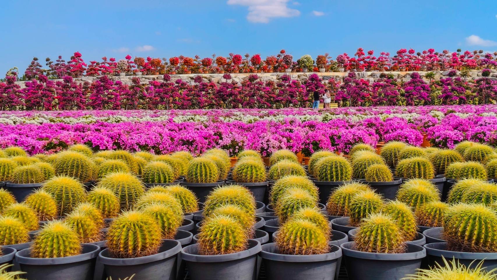 ส่งท้ายปีเก่าต้อนรับปีใหม่ 2569 สวนนงนุชพัทยามอบของขวัญสุดพิเศษ ชวนสัมผัสทะเลดอกไม้บานสะพรั่งทั่วทั้งสวน 2 S 11101547