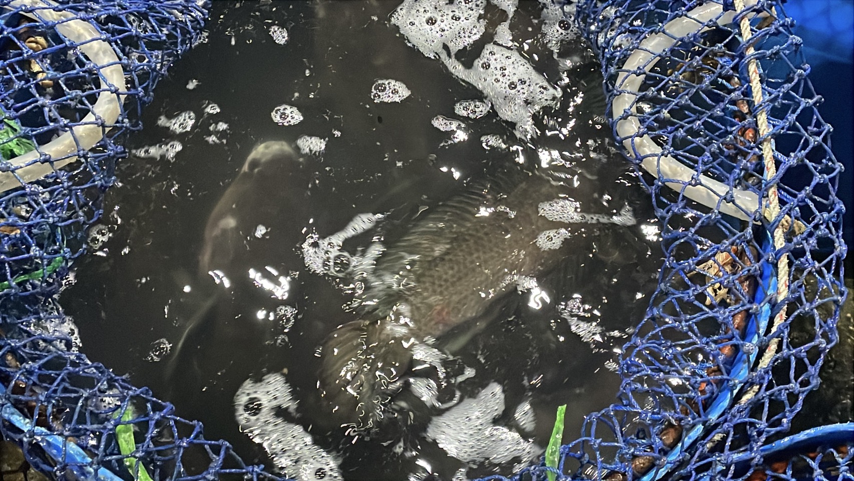 ความต้องการปลาน้ำจืดไทย พุ่ง 30-40% หลังสู้รบ/ด่านชายแดนไทย-กัมพูชา ปิด 3 S 176513215