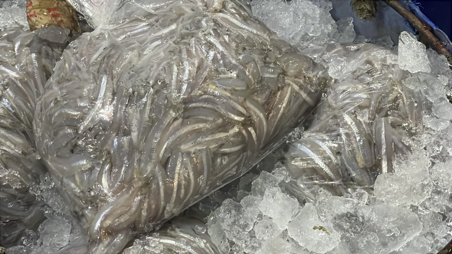 ความต้องการปลาน้ำจืดไทย พุ่ง 30-40% หลังสู้รบ/ด่านชายแดนไทย-กัมพูชา ปิด 4 S 176513216