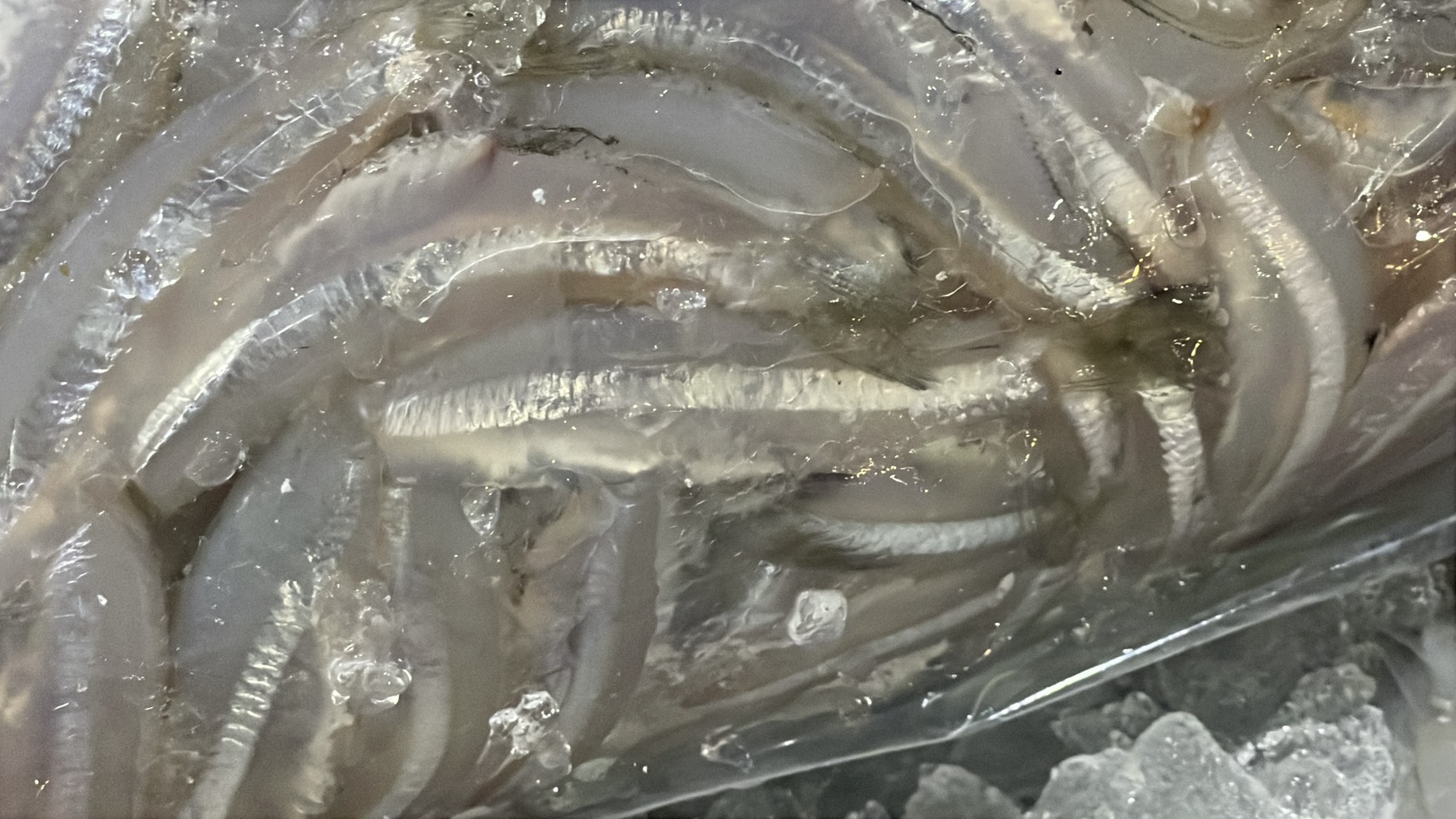 ความต้องการปลาน้ำจืดไทย พุ่ง 30-40% หลังสู้รบ/ด่านชายแดนไทย-กัมพูชา ปิด 5 S 176513217