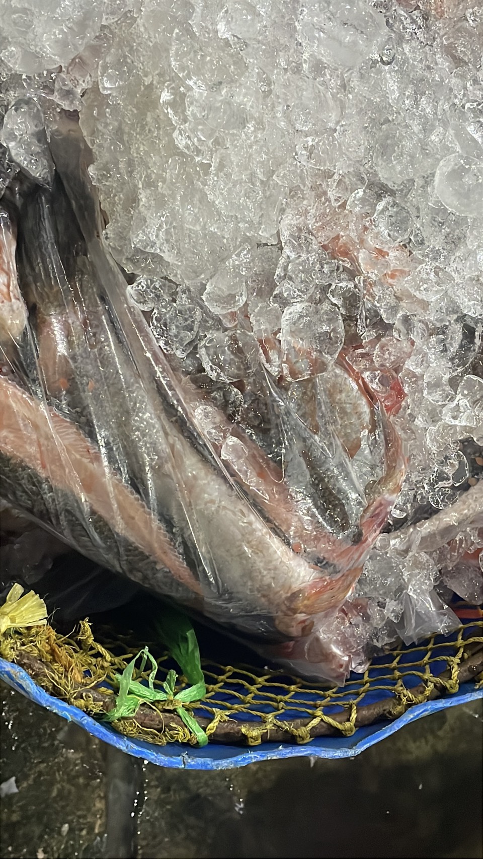 ความต้องการปลาน้ำจืดไทย พุ่ง 30-40% หลังสู้รบ/ด่านชายแดนไทย-กัมพูชา ปิด 6 S 176513218