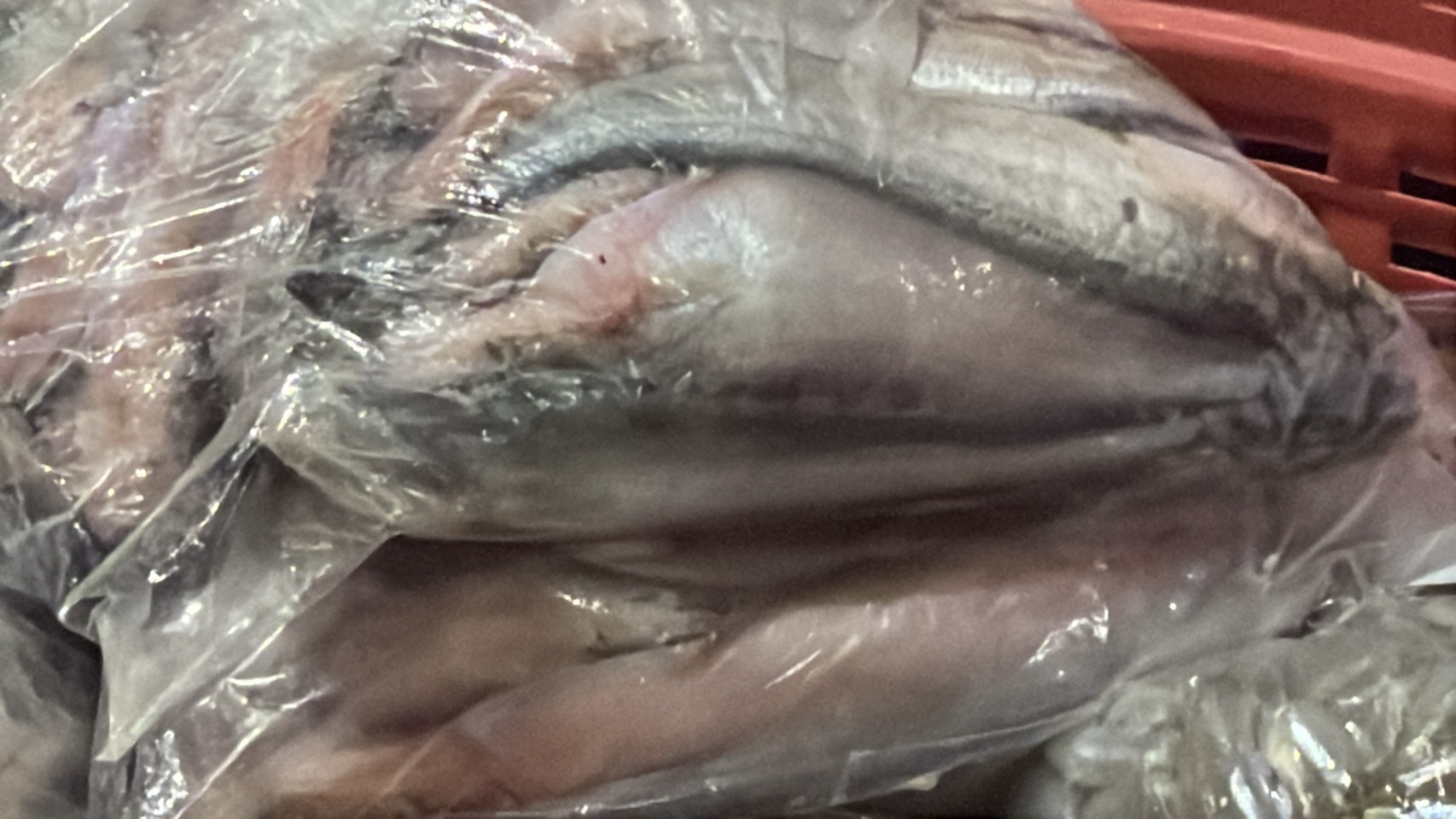 ความต้องการปลาน้ำจืดไทย พุ่ง 30-40% หลังสู้รบ/ด่านชายแดนไทย-กัมพูชา ปิด 7 S 176513219