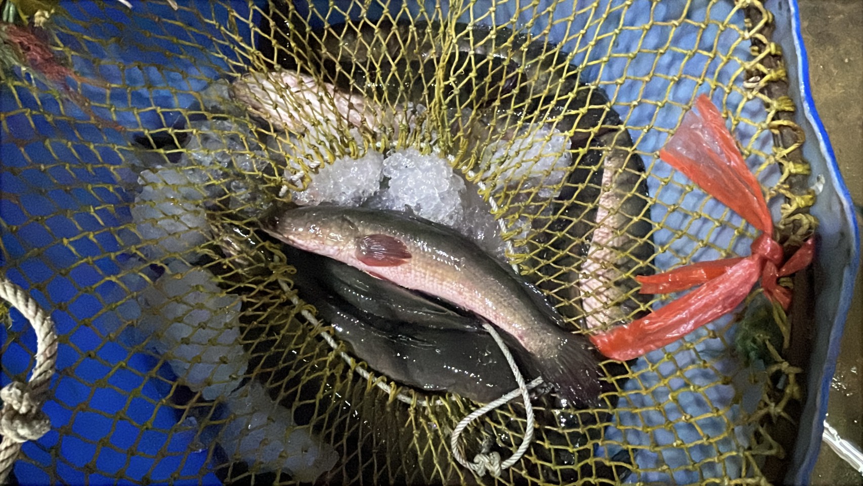 ความต้องการปลาน้ำจืดไทย พุ่ง 30-40% หลังสู้รบ/ด่านชายแดนไทย-กัมพูชา ปิด 8 S 176513220