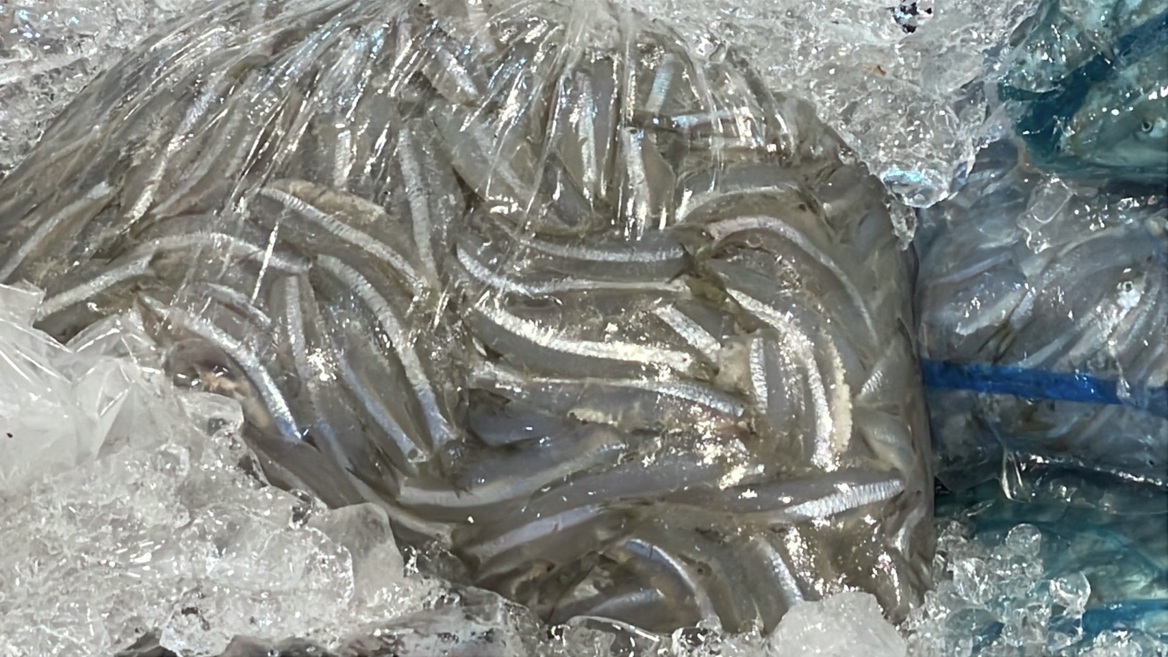 ความต้องการปลาน้ำจืดไทย พุ่ง 30-40% หลังสู้รบ/ด่านชายแดนไทย-กัมพูชา ปิด 14 S 176513228