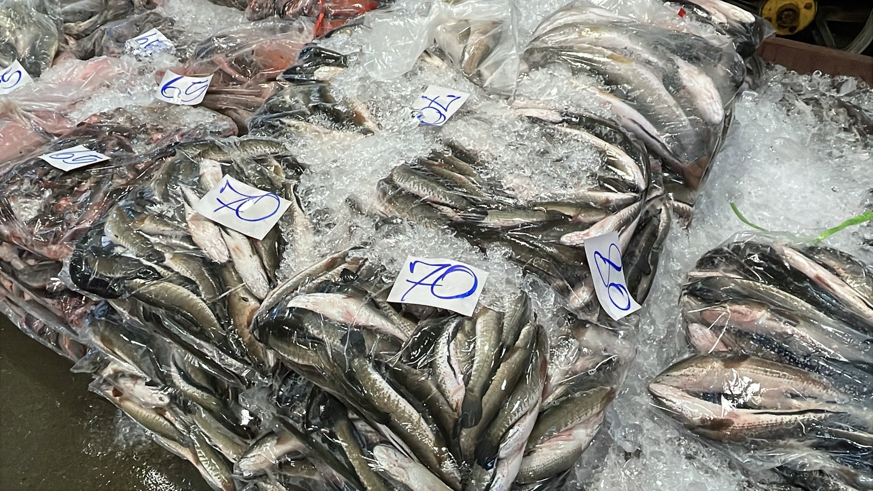 ความต้องการปลาน้ำจืดไทย พุ่ง 30-40% หลังสู้รบ/ด่านชายแดนไทย-กัมพูชา ปิด 18 S 176513232