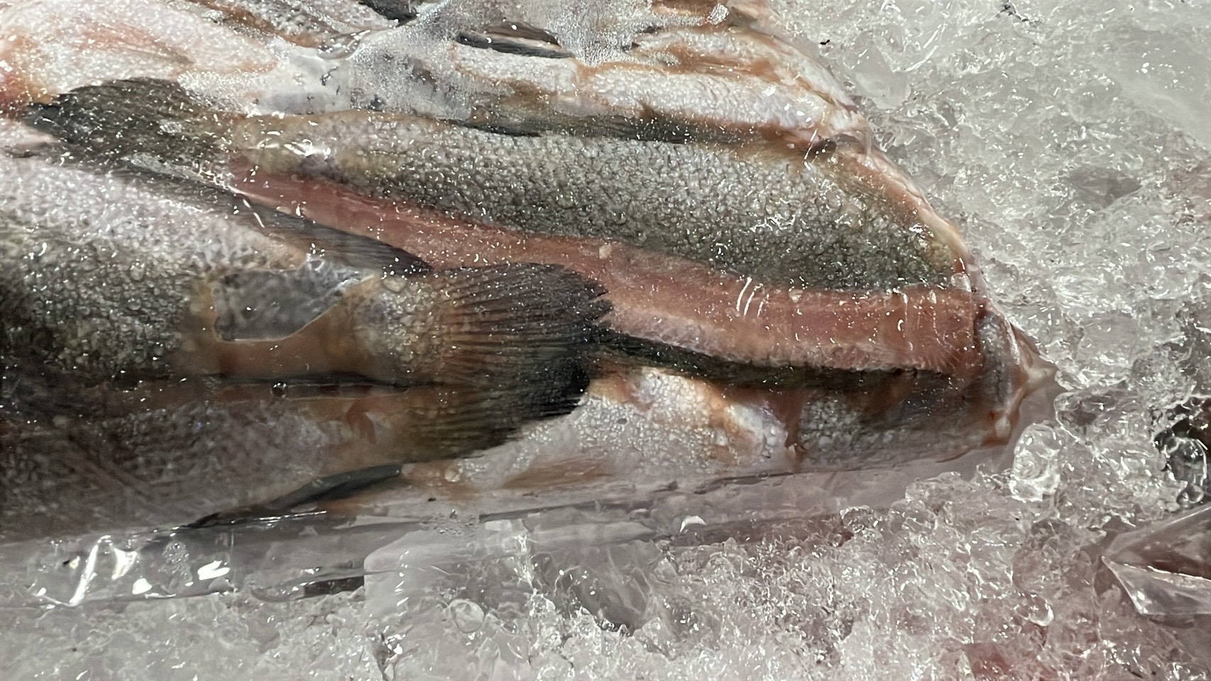 ความต้องการปลาน้ำจืดไทย พุ่ง 30-40% หลังสู้รบ/ด่านชายแดนไทย-กัมพูชา ปิด 24 S 176513239