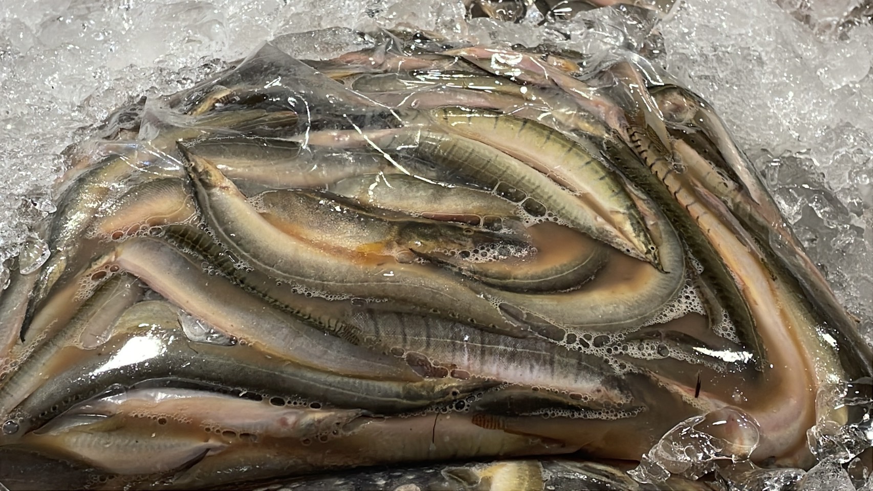 ความต้องการปลาน้ำจืดไทย พุ่ง 30-40% หลังสู้รบ/ด่านชายแดนไทย-กัมพูชา ปิด 25 S 176513240