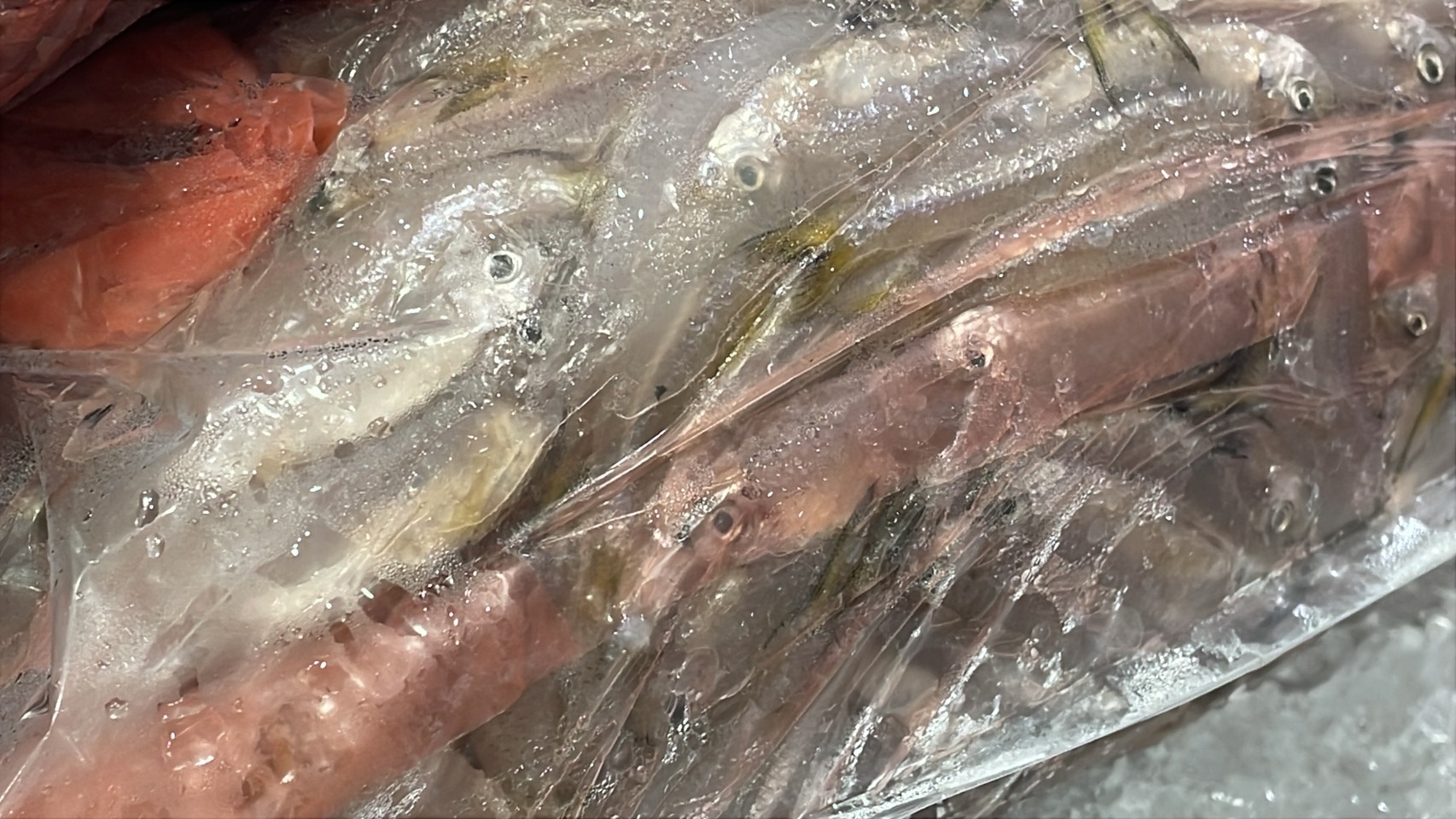 ความต้องการปลาน้ำจืดไทย พุ่ง 30-40% หลังสู้รบ/ด่านชายแดนไทย-กัมพูชา ปิด 26 S 176513241