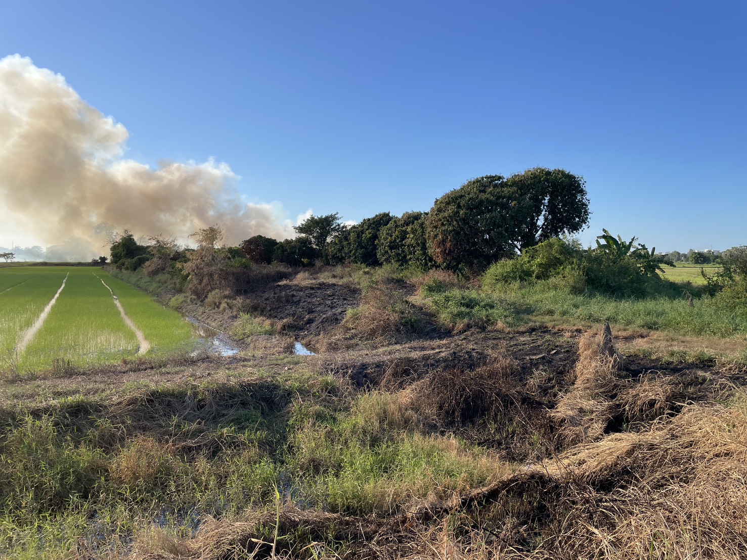 ผู้ว่า ฯ อ่างทอง สั่งการแจ้งความเอาผิดคนลักลอบเผาพื้นที่เกษตรย่านโพสะ 7 S 176816159