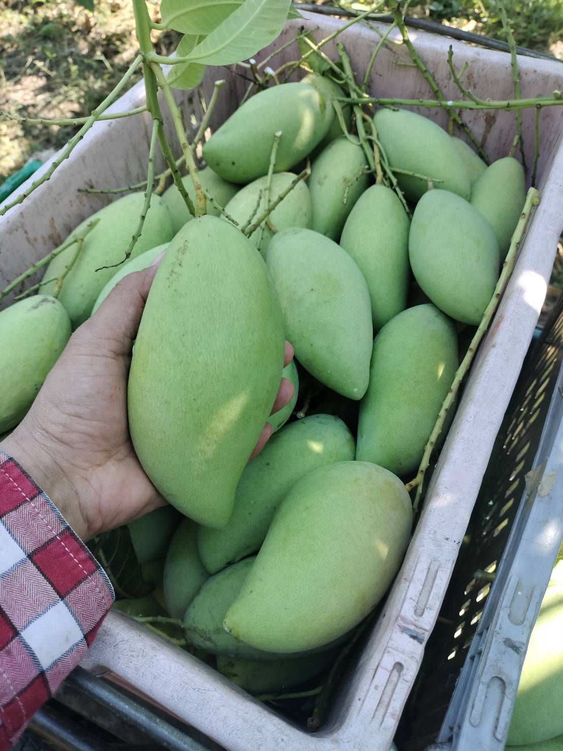 ชาวสวนมะม่วงอ่างทอง หนุนปิดด่านชานแดนไทย-กัมพูชา ยาว เหตุ ราคามะม่วง ขยับตัวสูงในรอบเกือบ 20-30 ปี เพราะ “มะม่วงแก้วขมิ้นกัมพูชา” เข้ามาไม่ได้ 3 S 176906415