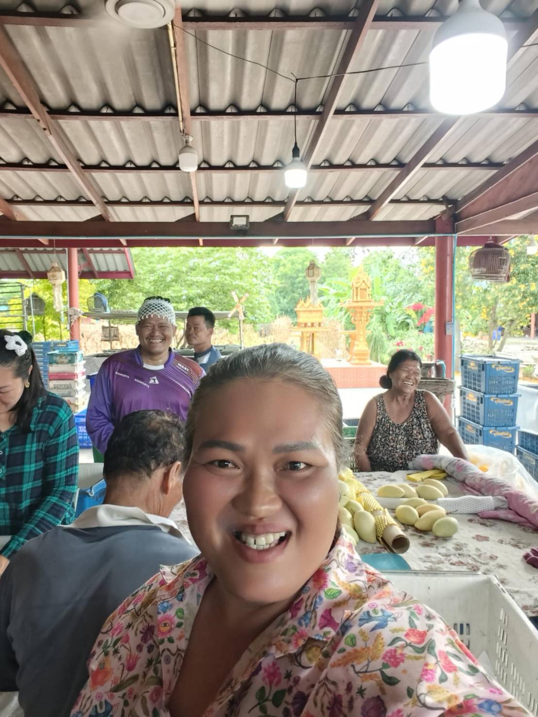 ชาวสวนมะม่วงอ่างทอง หนุนปิดด่านชานแดนไทย-กัมพูชา ยาว เหตุ ราคามะม่วง ขยับตัวสูงในรอบเกือบ 20-30 ปี เพราะ “มะม่วงแก้วขมิ้นกัมพูชา” เข้ามาไม่ได้ 5 S 176906416