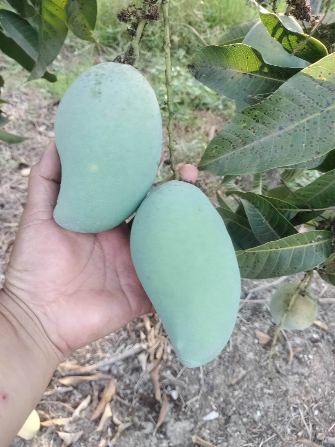 ชาวสวนมะม่วงอ่างทอง หนุนปิดด่านชานแดนไทย-กัมพูชา ยาว เหตุ ราคามะม่วง ขยับตัวสูงในรอบเกือบ 20-30 ปี เพราะ “มะม่วงแก้วขมิ้นกัมพูชา” เข้ามาไม่ได้ 4 S 176906417