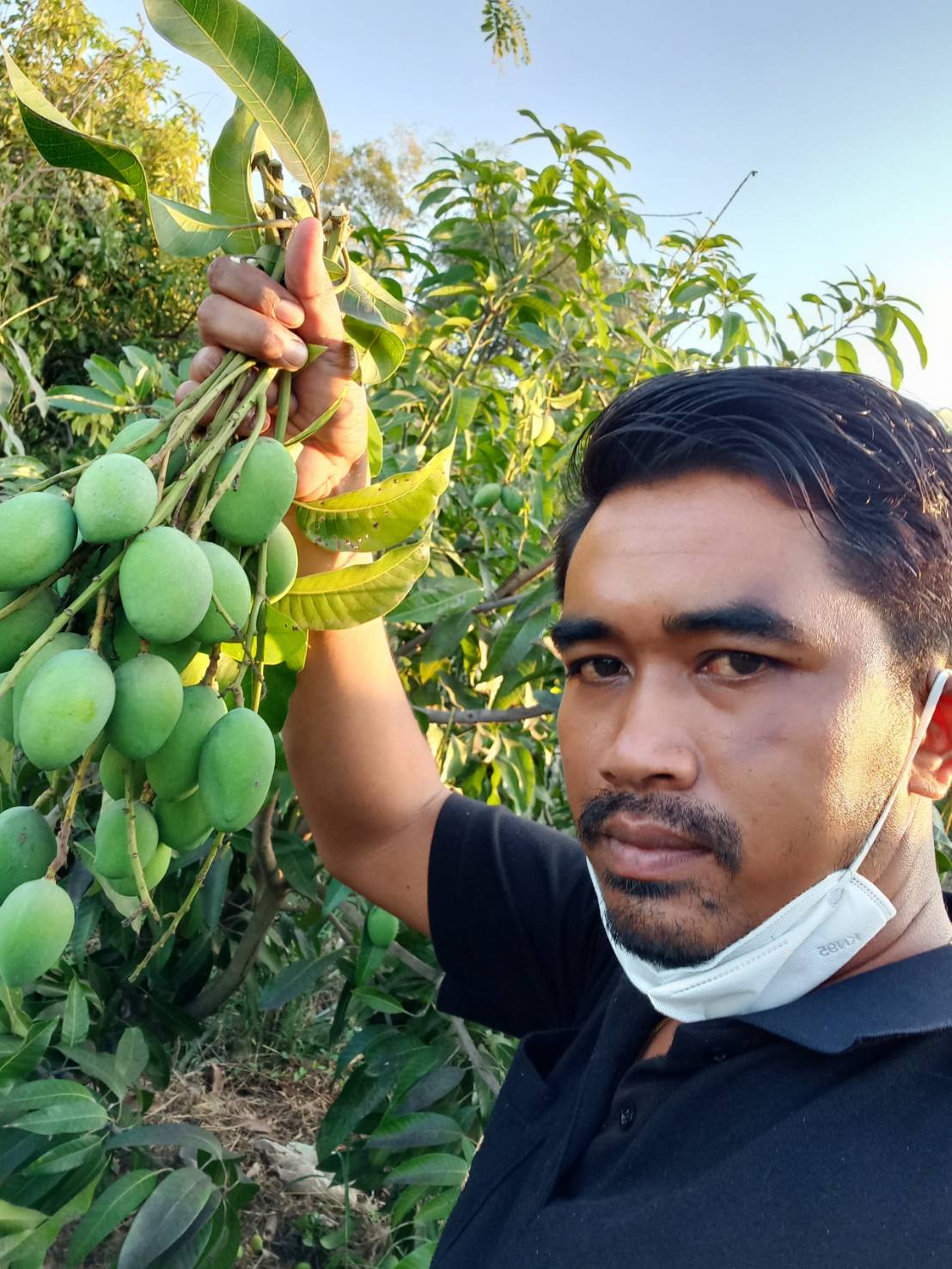 ชาวสวนมะม่วงอ่างทอง หนุนปิดด่านชานแดนไทย-กัมพูชา ยาว เหตุ ราคามะม่วง ขยับตัวสูงในรอบเกือบ 20-30 ปี เพราะ “มะม่วงแก้วขมิ้นกัมพูชา” เข้ามาไม่ได้ 2 S 176906418