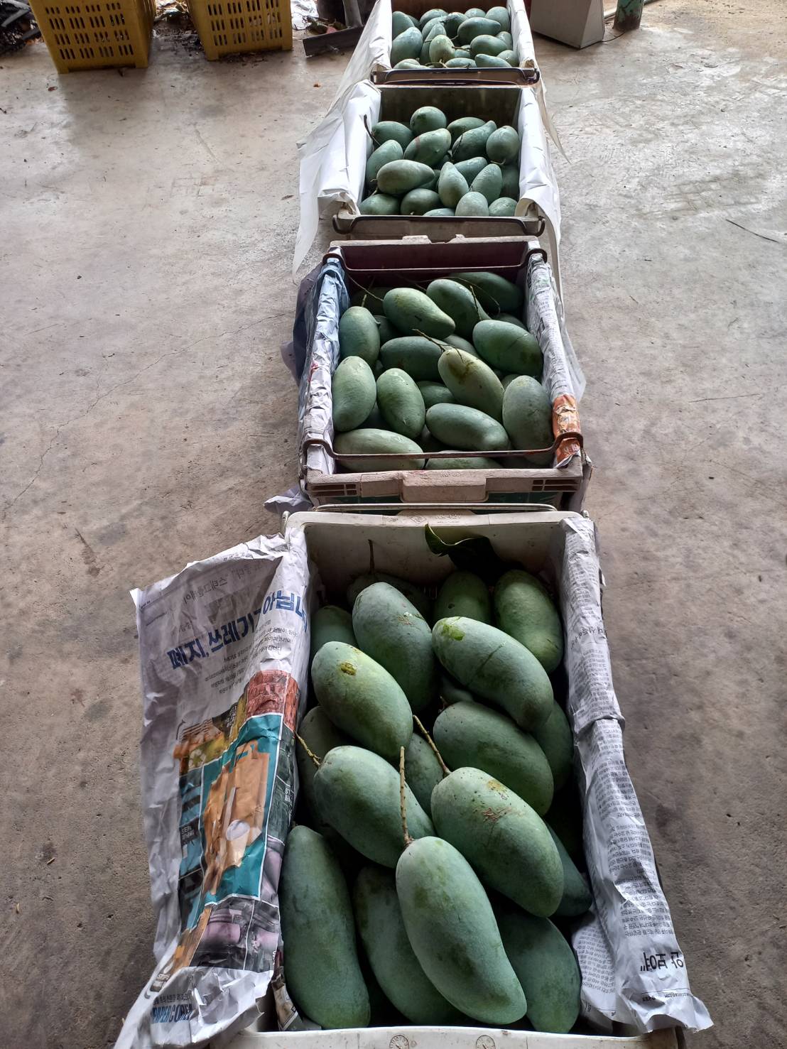 ชาวสวนมะม่วงอ่างทอง หนุนปิดด่านชานแดนไทย-กัมพูชา ยาว เหตุ ราคามะม่วง ขยับตัวสูงในรอบเกือบ 20-30 ปี เพราะ “มะม่วงแก้วขมิ้นกัมพูชา” เข้ามาไม่ได้ 6 S 176906419