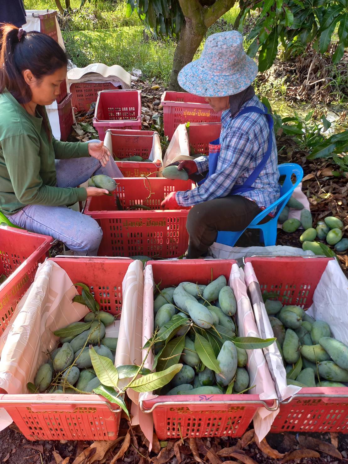 ชาวสวนมะม่วงอ่างทอง หนุนปิดด่านชานแดนไทย-กัมพูชา ยาว เหตุ ราคามะม่วง ขยับตัวสูงในรอบเกือบ 20-30 ปี เพราะ “มะม่วงแก้วขมิ้นกัมพูชา” เข้ามาไม่ได้ 7 S 176906420