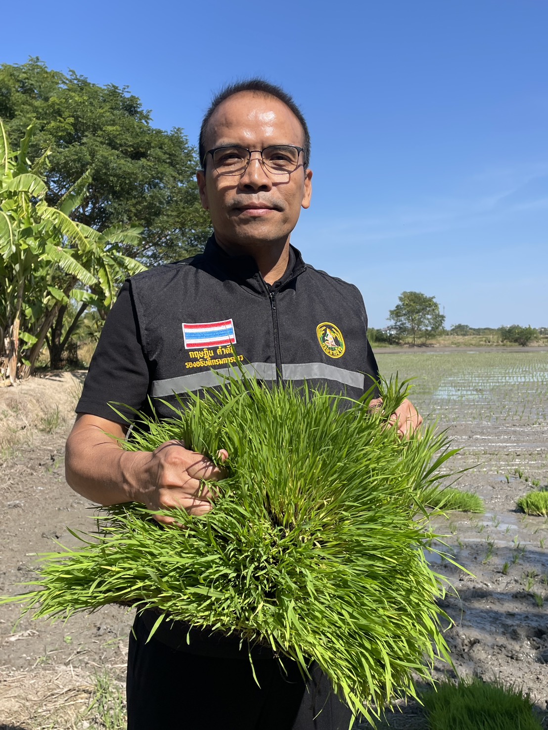 กรมการข้าวแนะเกษตรกรใช้พันธุ์ข้าว “กข 113”- “กข 119” รับรองคุณภาพดี ผลผลิตสูง ช่วยลดสาเหตุข้าวดีด 2 S 178618384