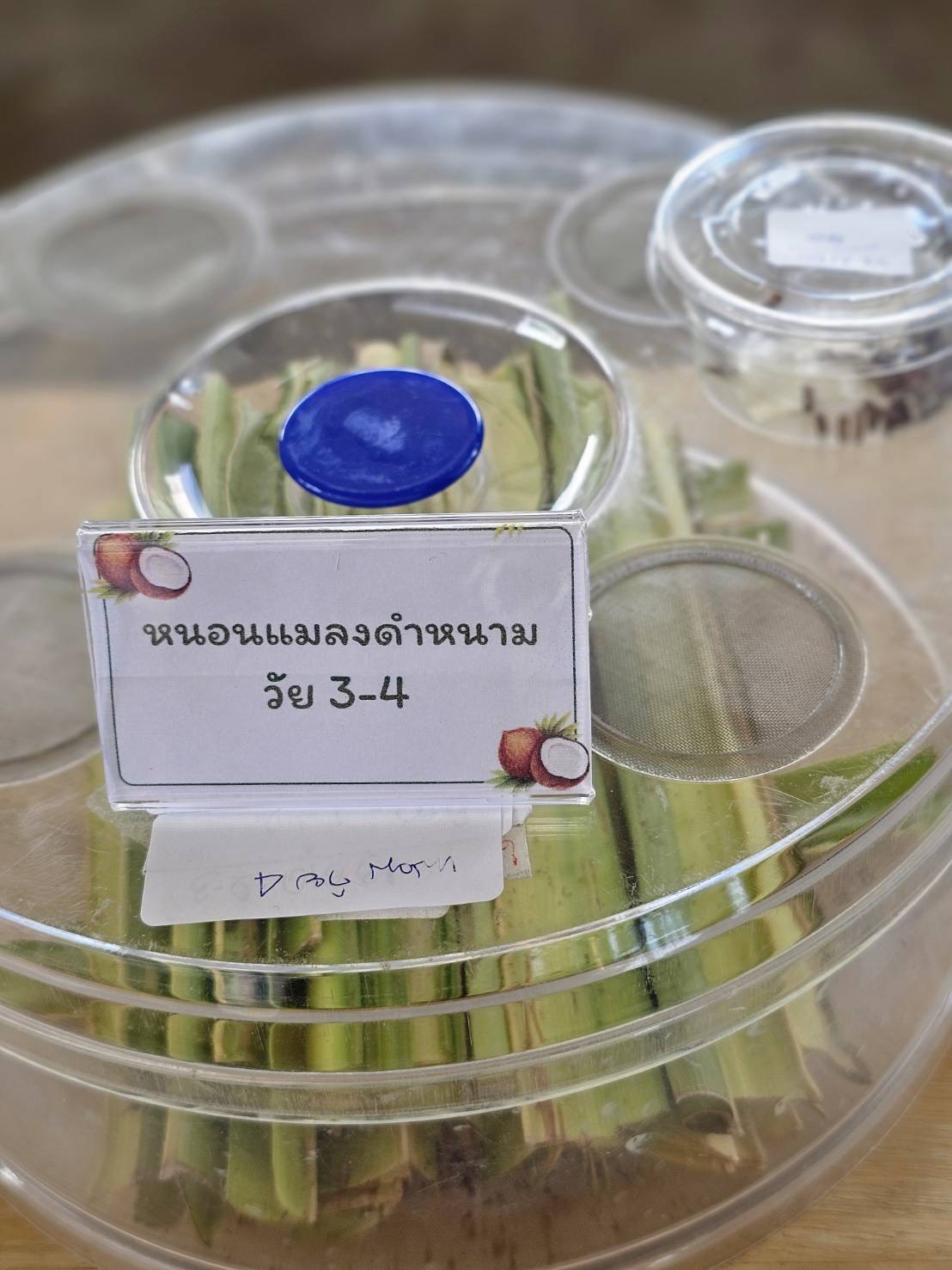 กระทรวงเกษตรฯ จัดงานรณรงค์การถ่ายทอดเทคโนโลยีจัดการสุขภาพพืชให้มีประสิทธิภาพ ภายใต้แนวคิด “มะพร้าวสุขภาพดี ด้วยวิธี IPM” เพื่อป้องกันศัตรูมะพร้าวและลดความเสียหายต่อผลผลิตให้เกษตรกรให้ยั่งยืน 9 S 19726393 0