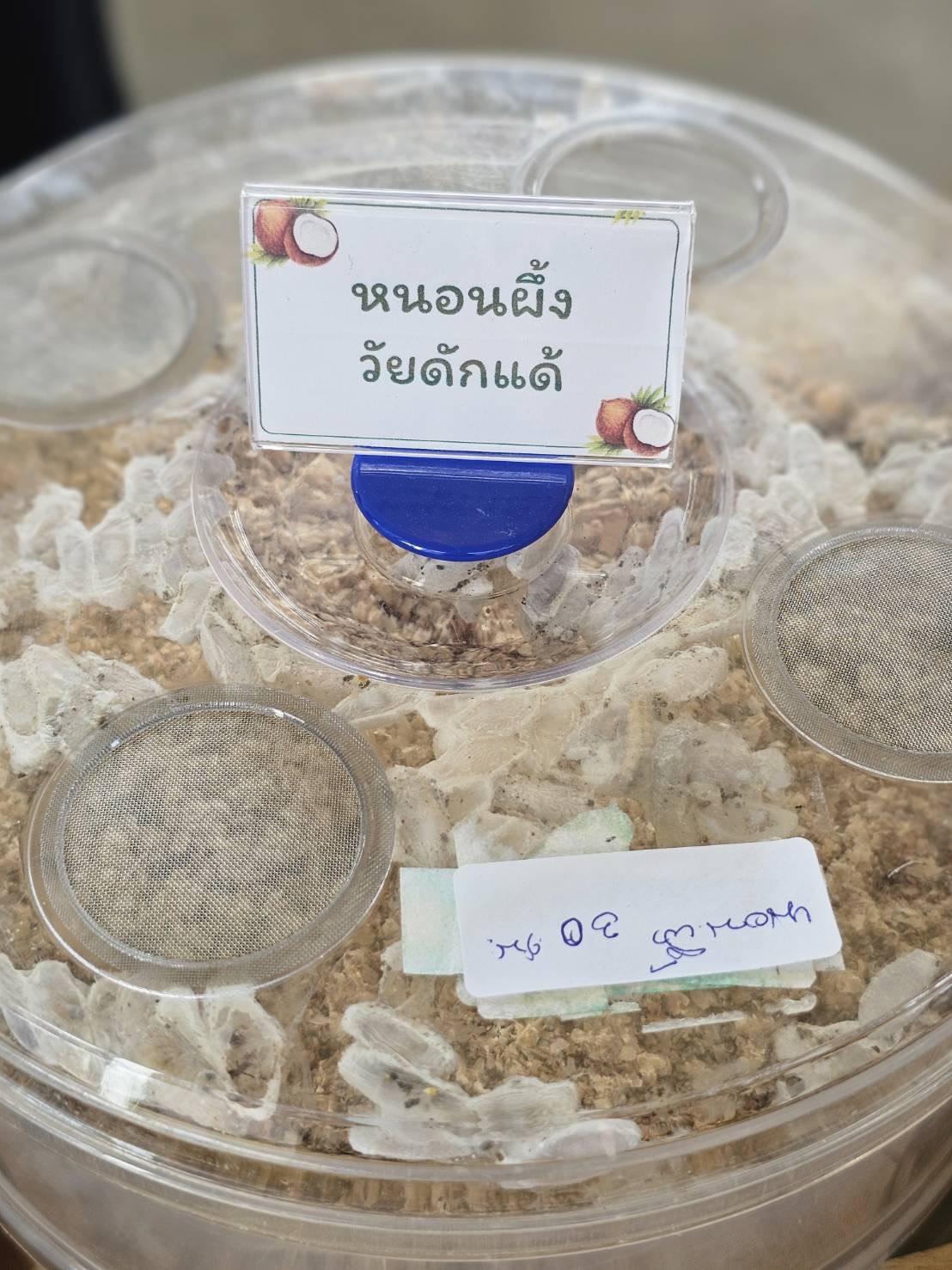 กระทรวงเกษตรฯ จัดงานรณรงค์การถ่ายทอดเทคโนโลยีจัดการสุขภาพพืชให้มีประสิทธิภาพ ภายใต้แนวคิด “มะพร้าวสุขภาพดี ด้วยวิธี IPM” เพื่อป้องกันศัตรูมะพร้าวและลดความเสียหายต่อผลผลิตให้เกษตรกรให้ยั่งยืน 8 S 19726394 0