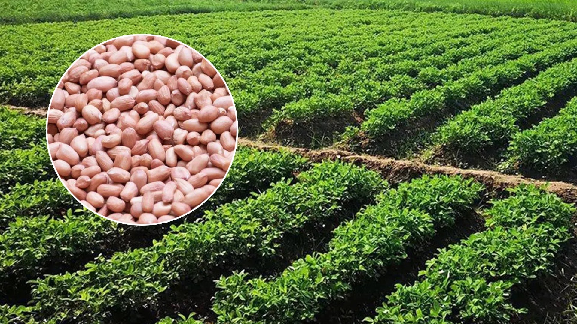 “ถั่วลิสงขอนแก่น 9” ทนแล้ง ขนาดเมล็ดโต ฝักดก ผลผลิตสูง ปลิดฝักง่าย 2 S 20955208