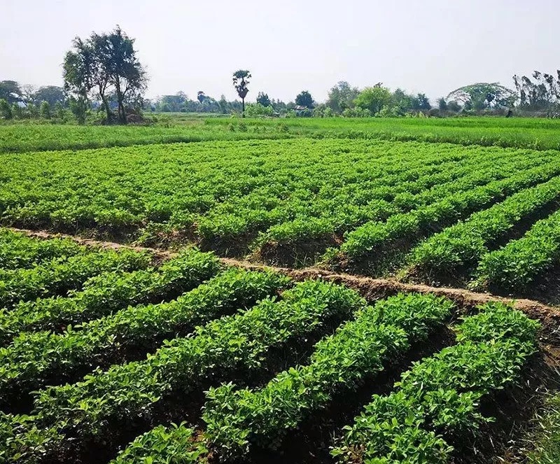 “ถั่วลิสงขอนแก่น 9” ทนแล้ง ขนาดเมล็ดโต ฝักดก ผลผลิตสูง ปลิดฝักง่าย 3 S 20955209