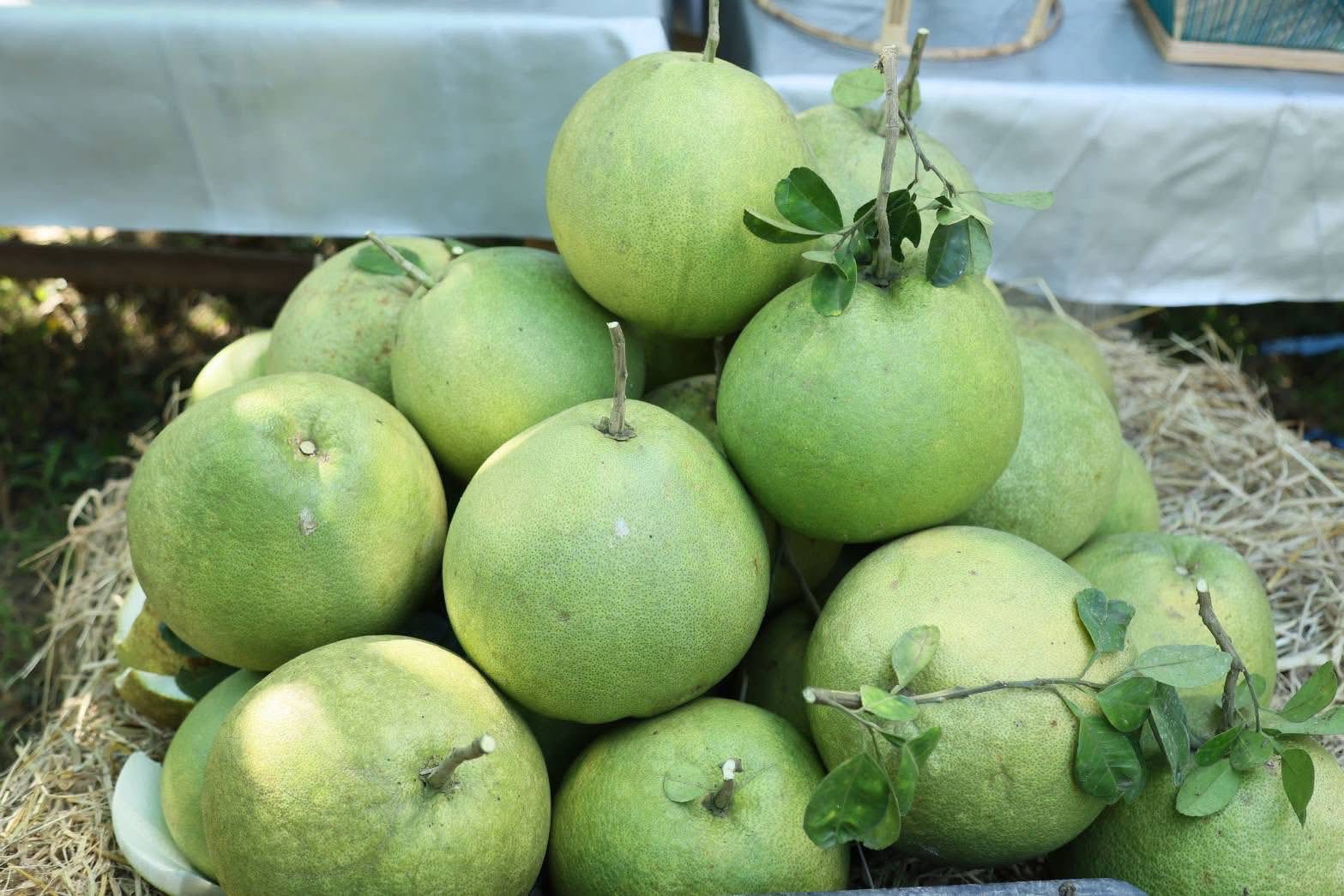 เกษตรนครสวรรค์ โชว์ของดีเมืองปากน้ำโพธิ์ ลุยงานส่งเสริมเกษตรกรต้นแบบ ศพก. ผลิตส้มโอแม่วงก์ พุทราน้ำอ้อยกางมุ้ง มุ่งสร้างรายได้ยั่งยืน 5 S 21127194