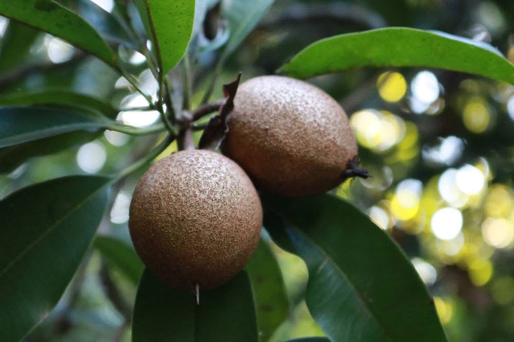 ละมุดสี่แคว @บางมะฝ่อ “หวาน กรอบ อร่อย” ของดี อ.โกรกพระ จ.นครสวรรค์ 6 S 21372939