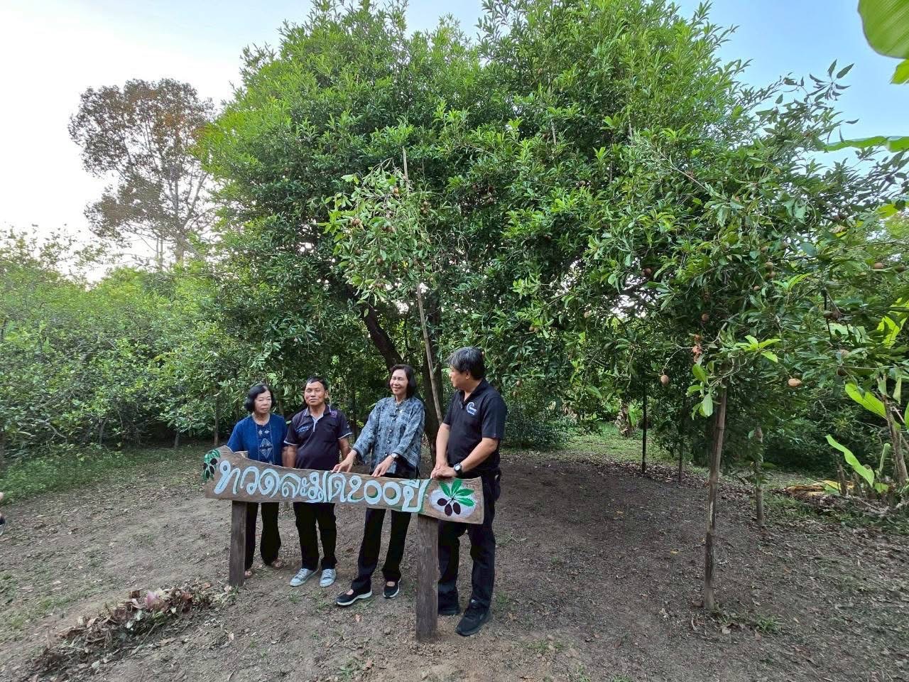 ละมุดสี่แคว @บางมะฝ่อ “หวาน กรอบ อร่อย” ของดี อ.โกรกพระ จ.นครสวรรค์ 2 S 21372940