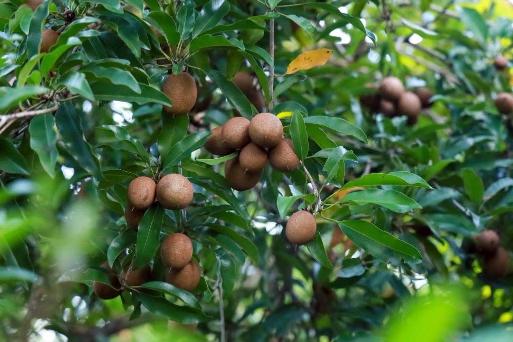 ละมุดสี่แคว @บางมะฝ่อ “หวาน กรอบ อร่อย” ของดี อ.โกรกพระ จ.นครสวรรค์ 3 S 21372941