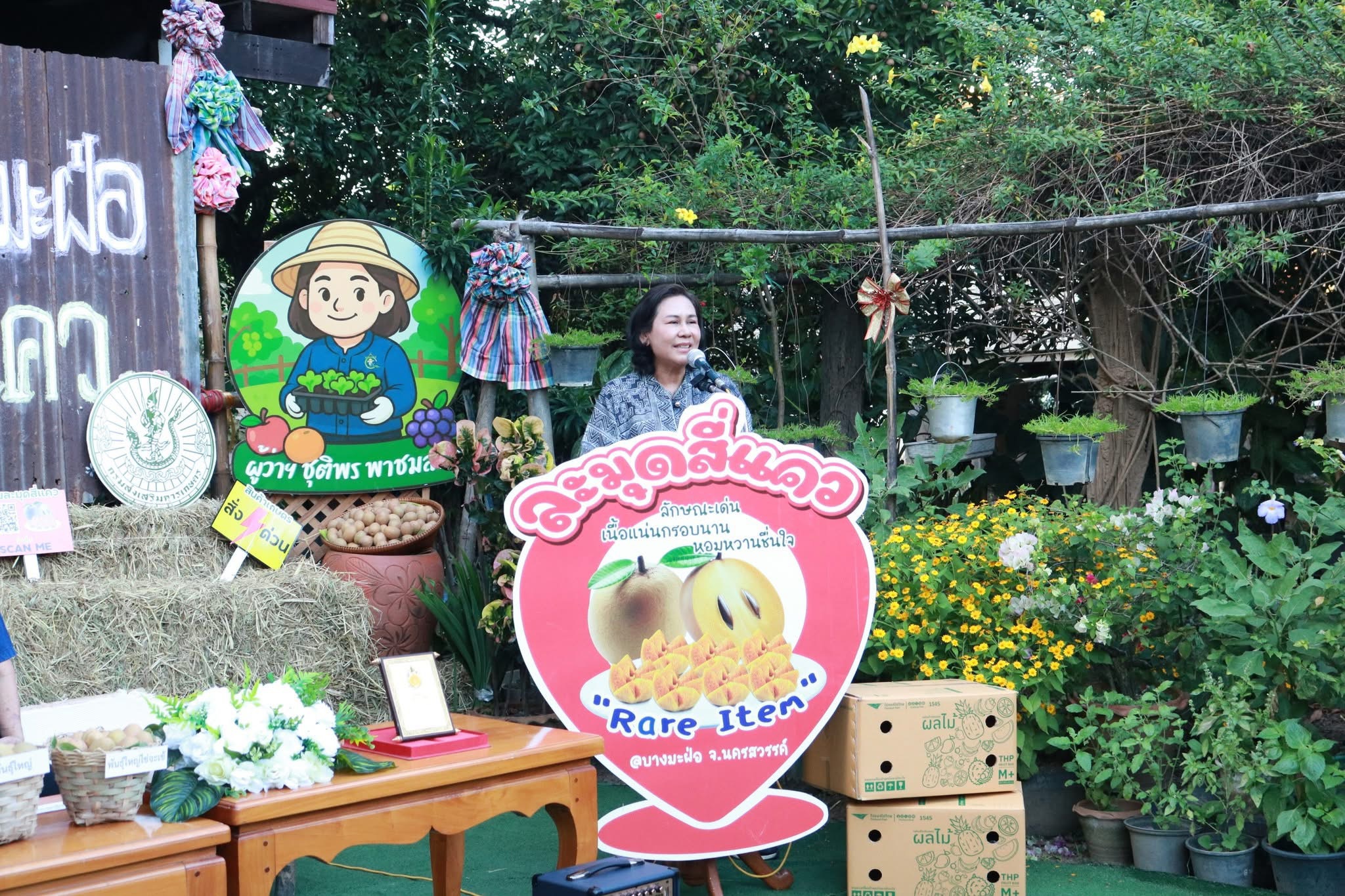 ละมุดสี่แคว @บางมะฝ่อ “หวาน กรอบ อร่อย” ของดี อ.โกรกพระ จ.นครสวรรค์ 8 S 21372950