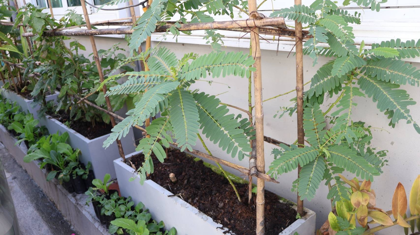 “รองปลัดฯ กฤษ” ลงพื้นที่ติดตามขับเคลื่อน “บ้านมั่นคงสามัคคีติวานนท์” สร้างความมั่นคงด้านเกษตรและอาหาร ด้วยหลัก “ตลาดนำ นวัตกรรมเสริม เพิ่มรายได้” 10 S 25313320