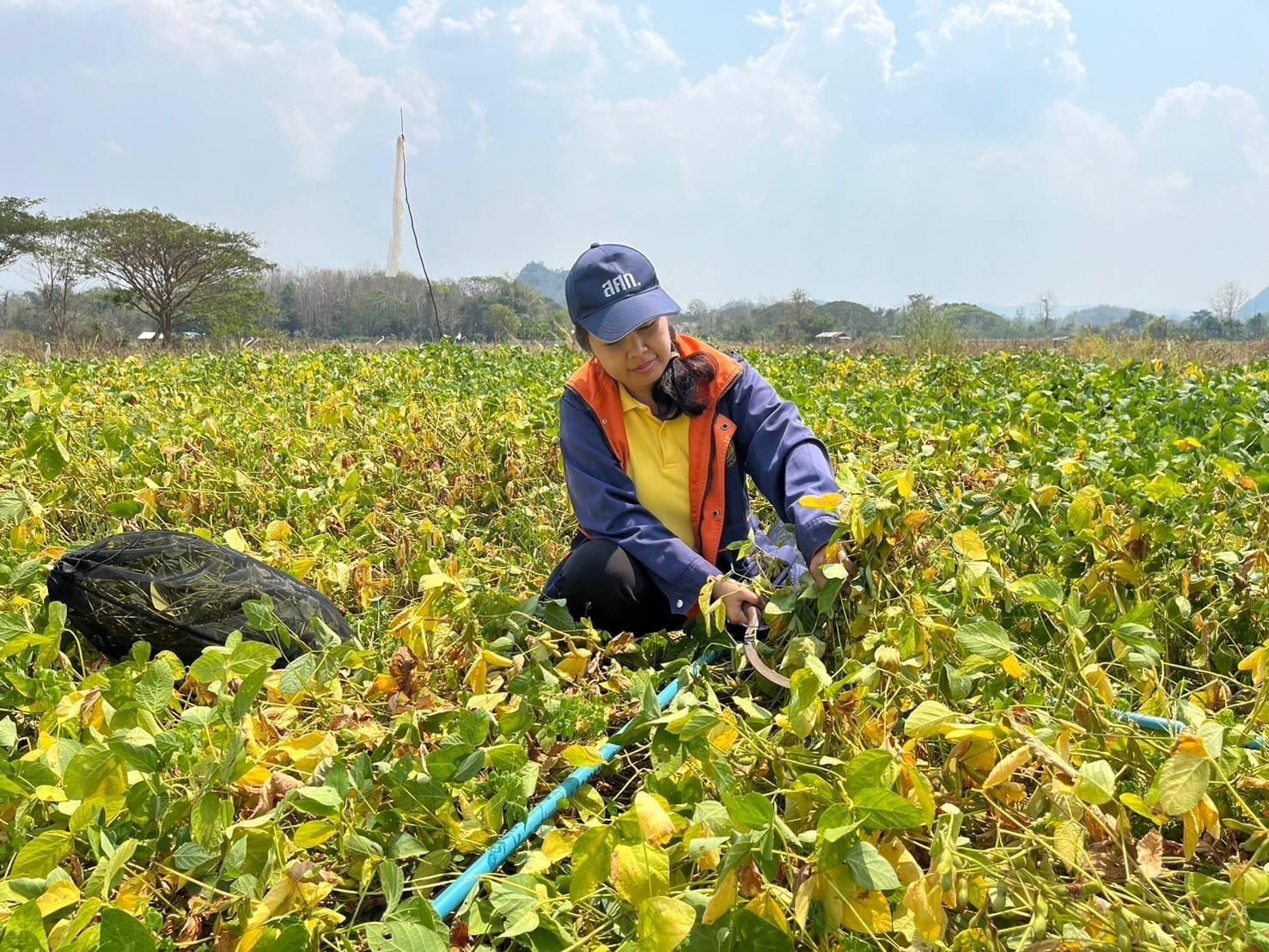 สศท.2 เกาะติดสถานการณ์ถั่วเหลือง ปี 2568/69 พื้นที่ 6 จังหวัดภาคเหนือ แนะเกษตรกรดูแลรักษาแปลง เฝ้าระวังโรคและแมลงศัตรูพืชอย่างใกล้ชิด 6 S 4104215 0 0