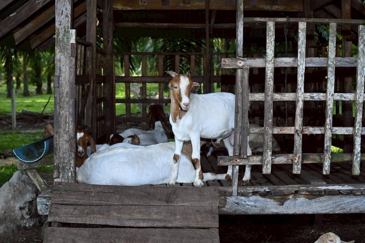 “รมช.อามินทร์” ลงพื้นที่กระบี่ หนุนเกษตรแปลงใหญ่ ดันมาตรฐานฟาร์ม–โรงฆ่าฮาลาล เพิ่มศักยภาพเกษตรกรรองรับตลาดมุสลิมใน–ต่างประเทศ 10 S 495370283