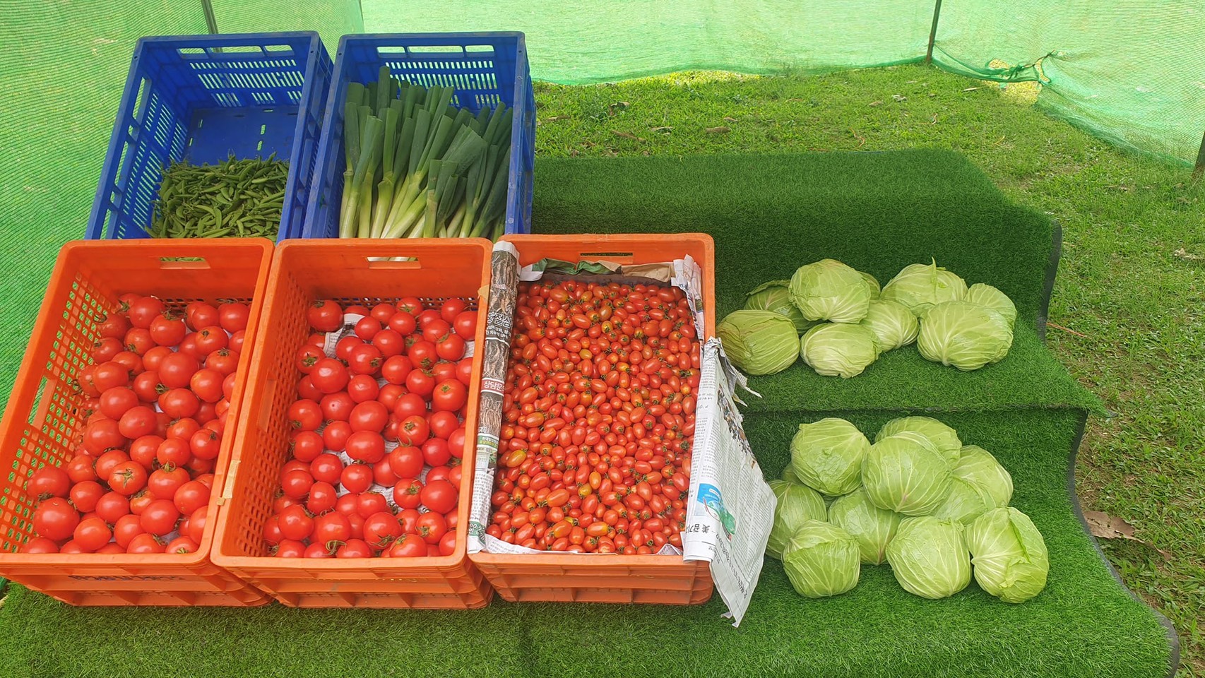 สหกรณ์ภูมิใจผักปลอดภัยภูทับเบิก มาตรฐานตลาดโมเดิร์นเทรดพร้อมผลักดันสมาชิกผ่านรับรอง GAP/เกษตรอินทรีย์ เล็งขยายตลาดเพิ่มรายได้ 6 S 6955122