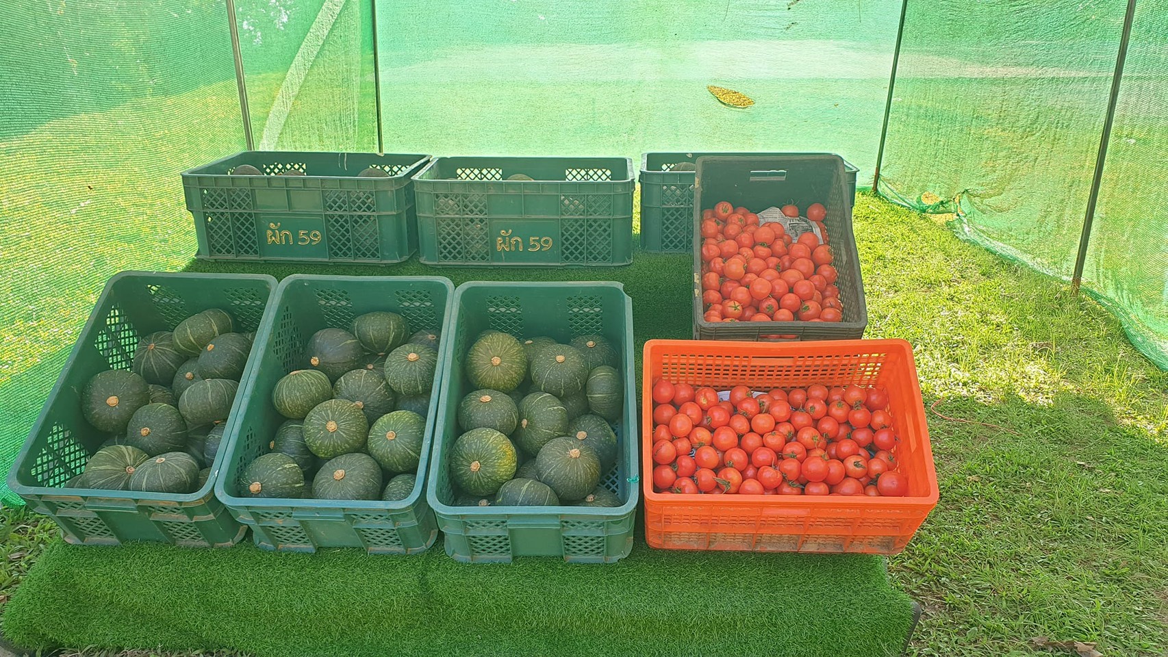 สหกรณ์ภูมิใจผักปลอดภัยภูทับเบิก มาตรฐานตลาดโมเดิร์นเทรดพร้อมผลักดันสมาชิกผ่านรับรอง GAP/เกษตรอินทรีย์ เล็งขยายตลาดเพิ่มรายได้ 7 S 6955128